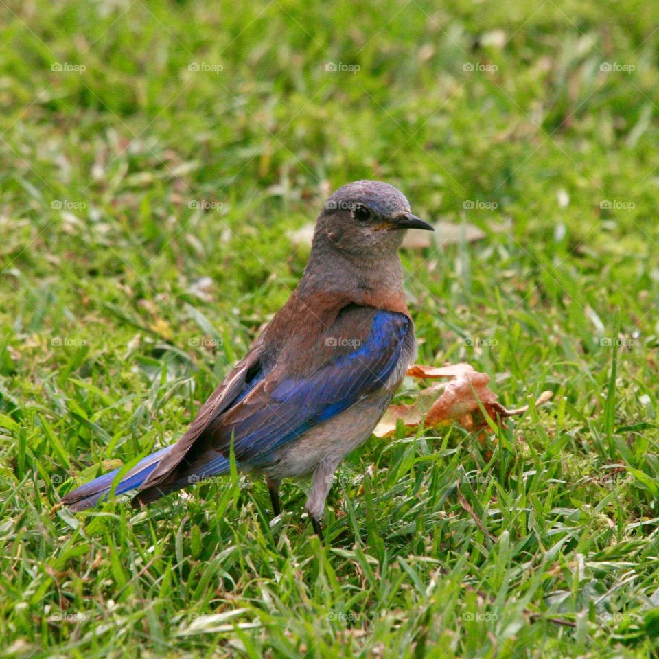 blue bird and green grass