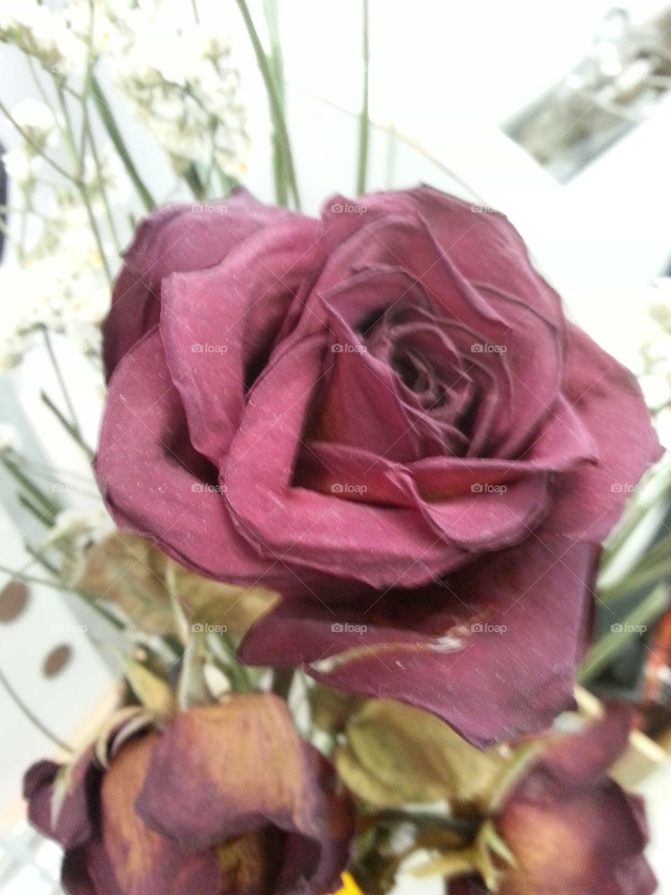 Dried Rose. to beautiful to trash
