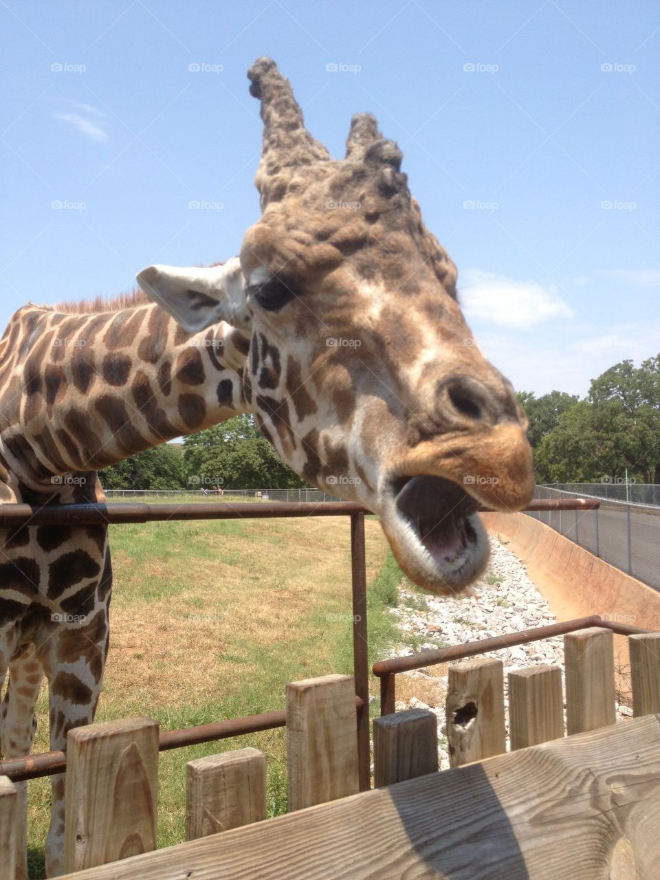 Giraffes mouth is open