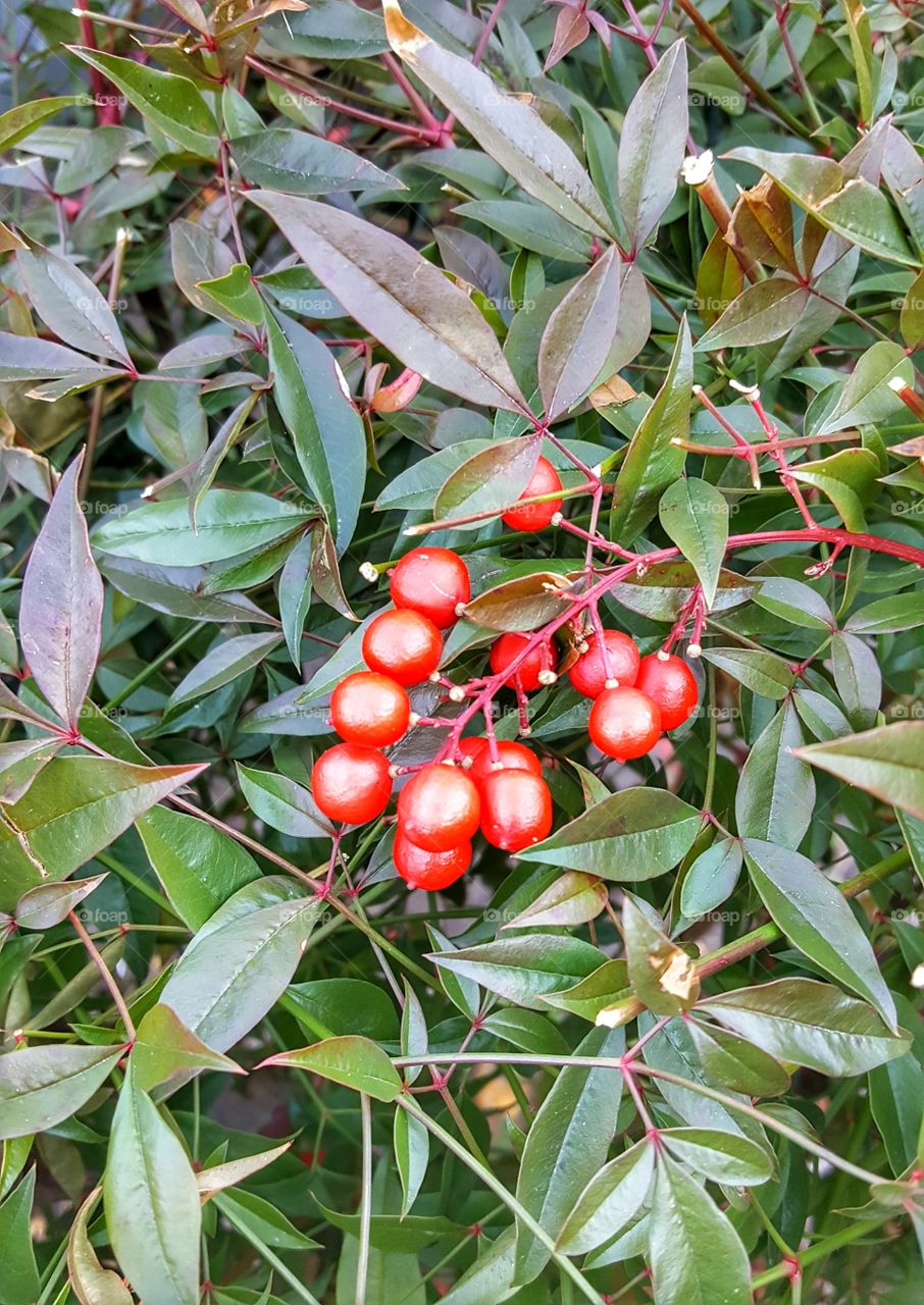 Bright berries