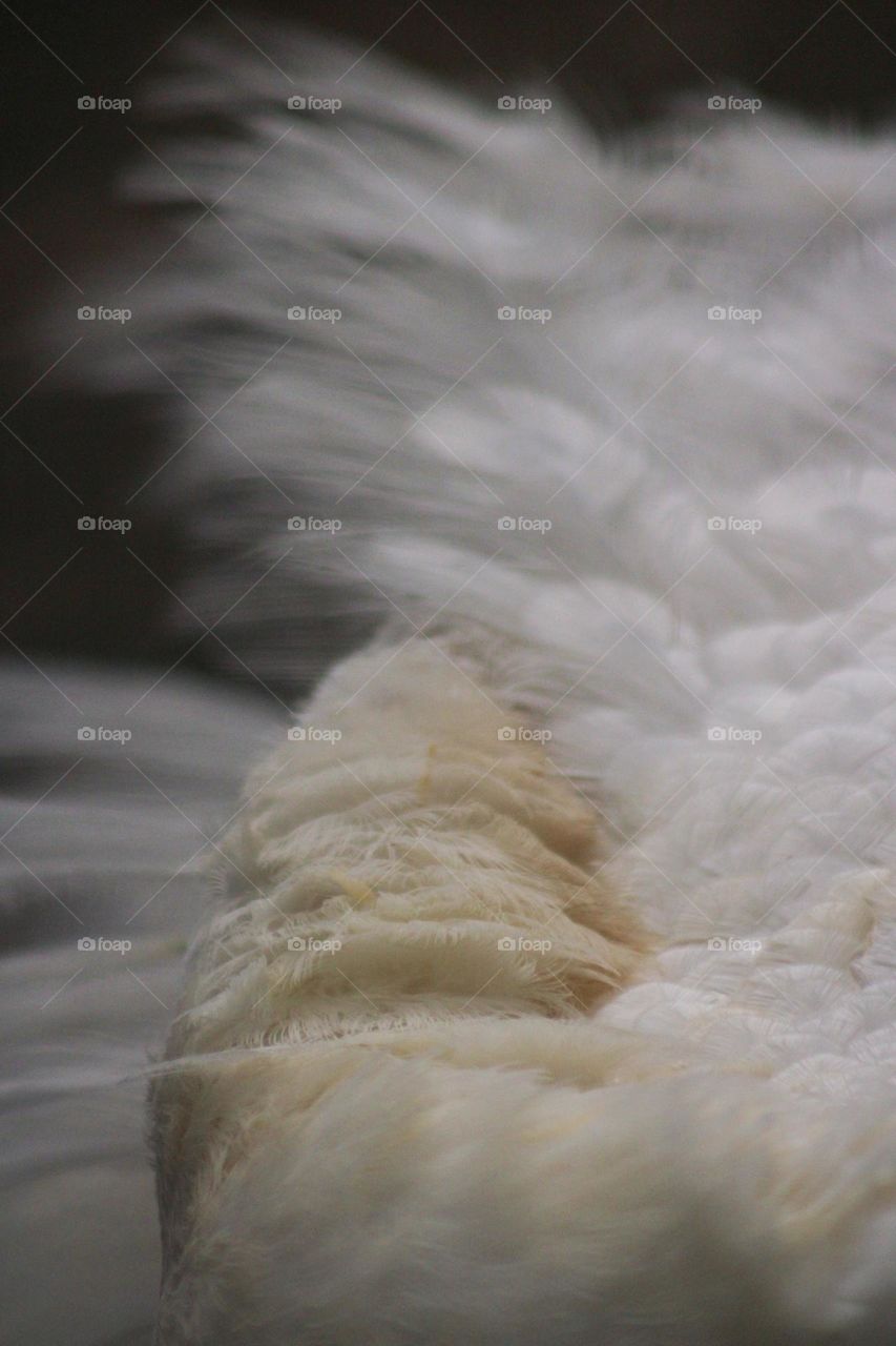 white peacock