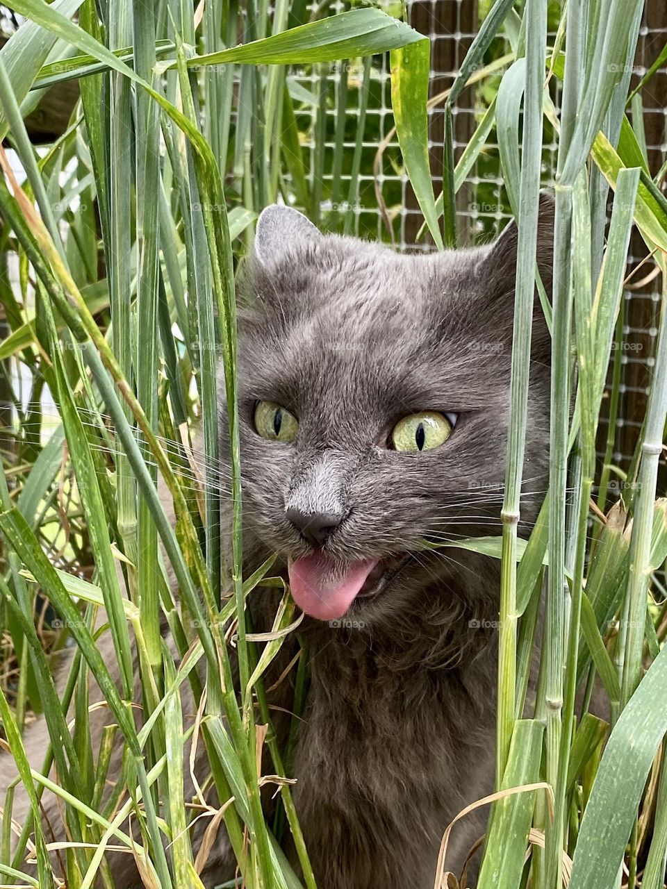 A grey cat making a funny face while eating grass