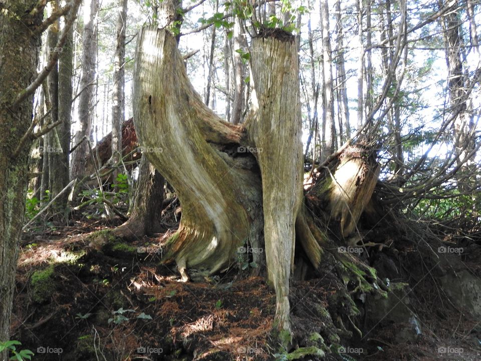 Tree Vancouver Island

