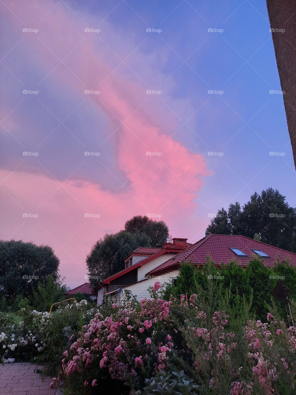 pink clouds after summer sunset and roses