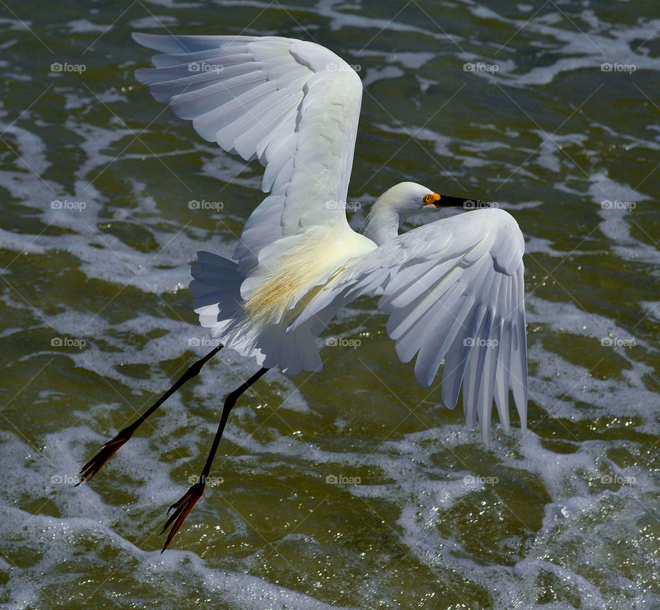 Egret flying over water