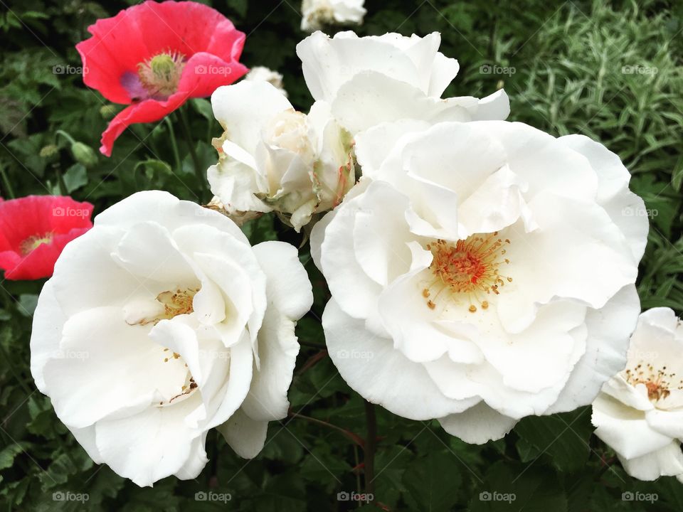 Roses at Hyde Park 