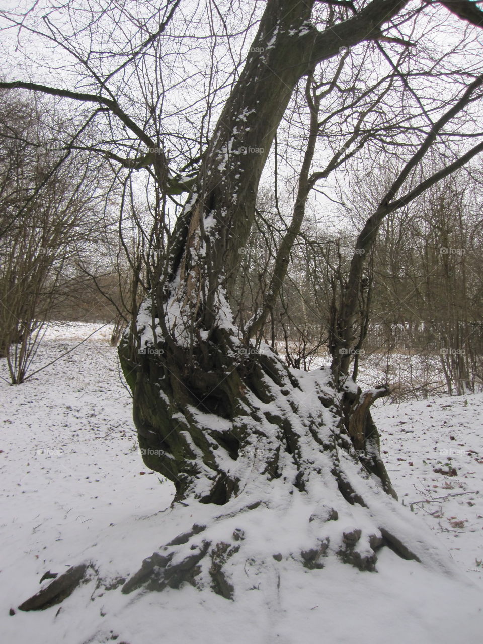 Snow Dusted Tree