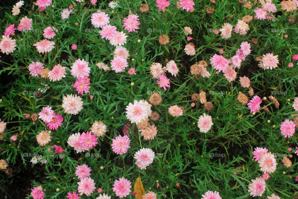 pink spring flowers