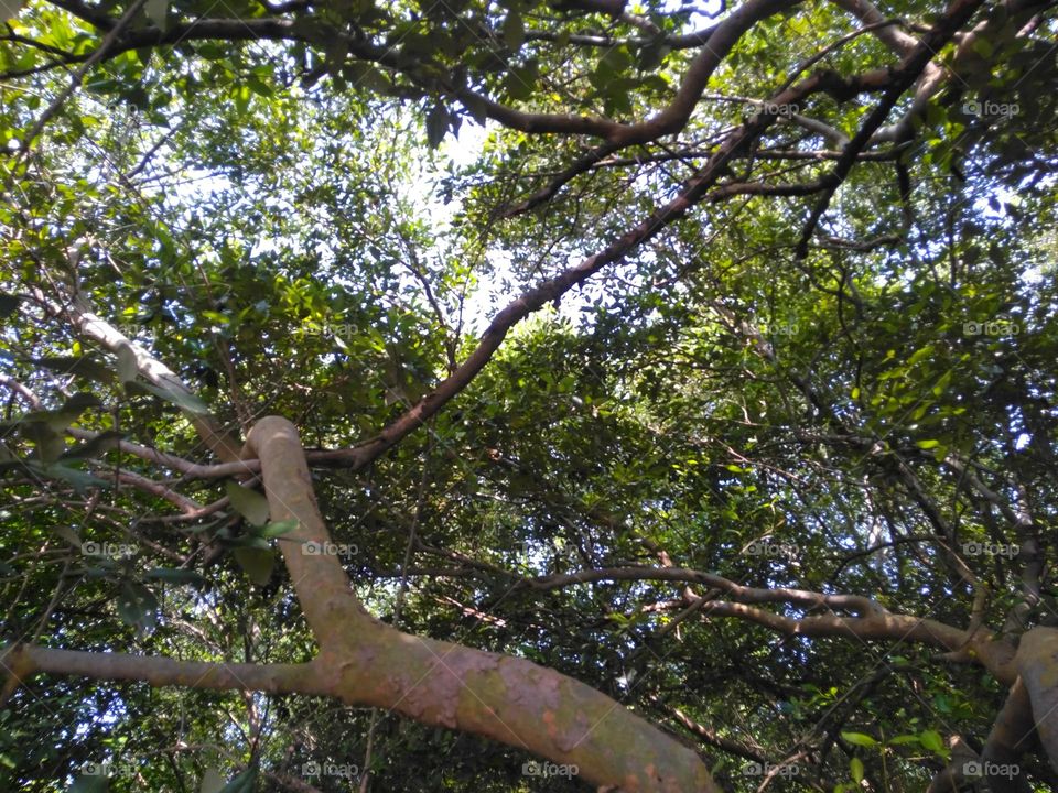 Branch, trunk and leaf of mangrove tree