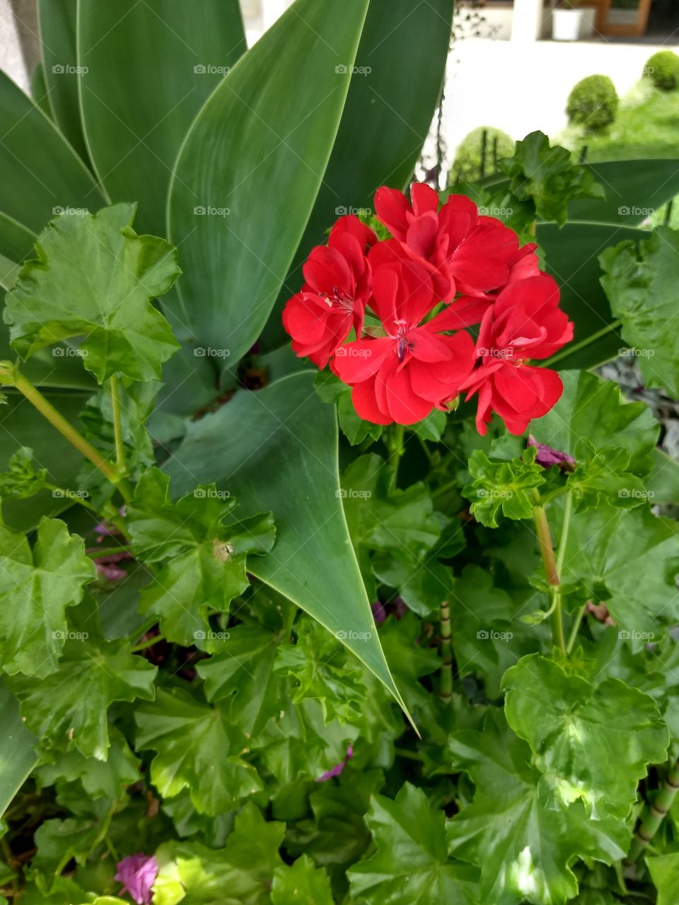 Red Flower