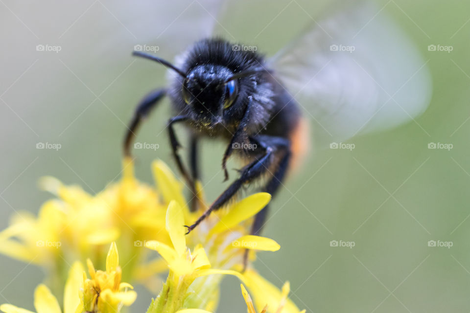 macro photo of a bumblebee flying over a yellow flower in the meadow