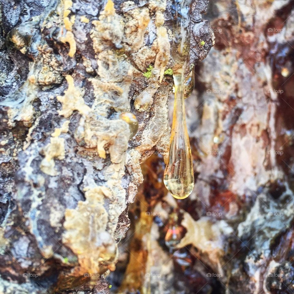 Drop of Sap. A pine tree dripping sap