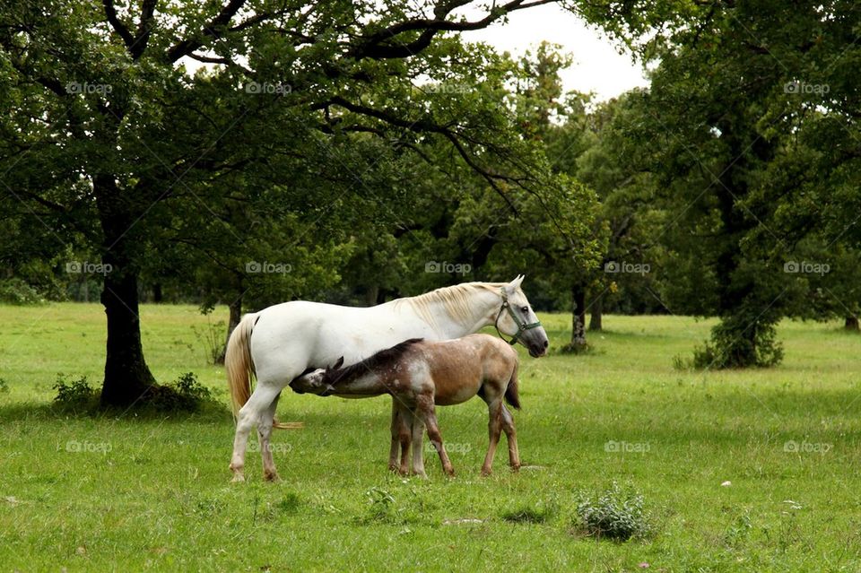 Lipizzaners