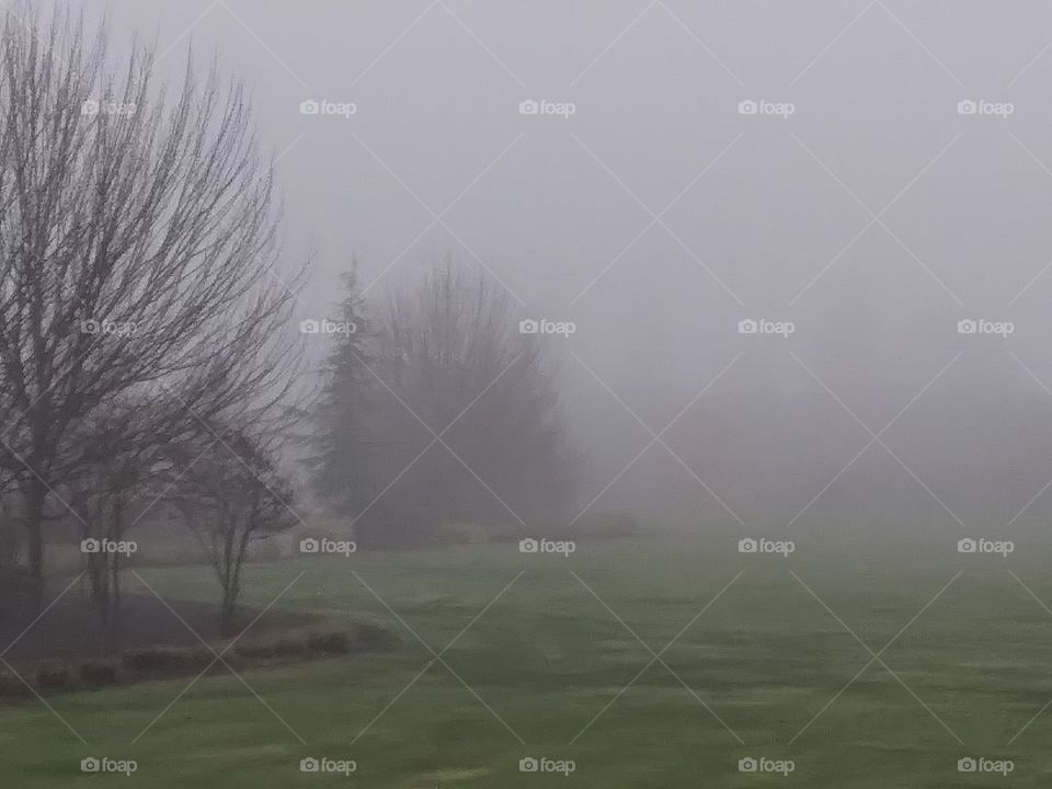 foggy landscape