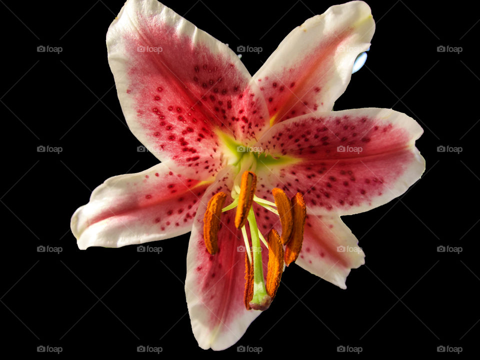 Lily flower. 