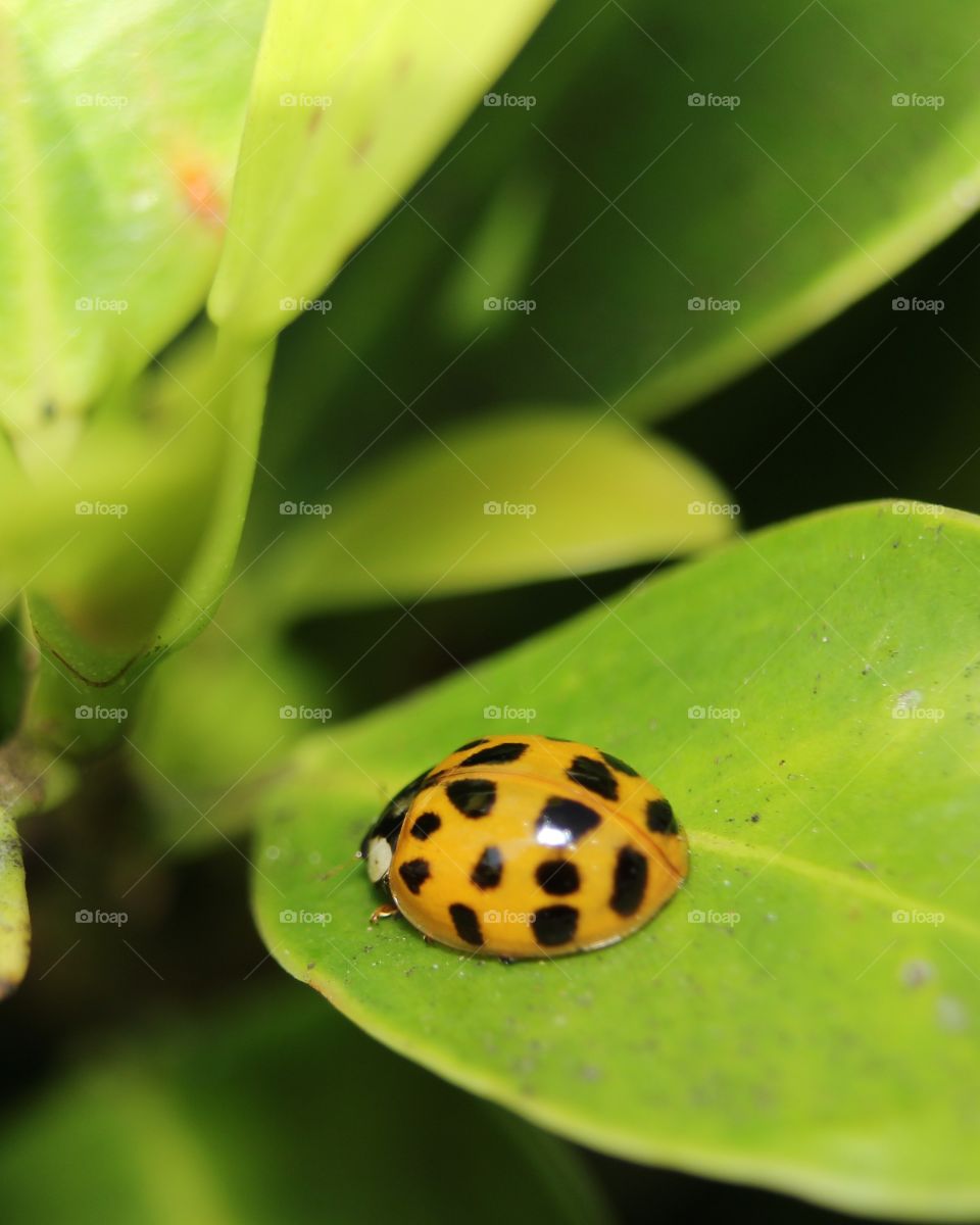 Yellow ladybug 
