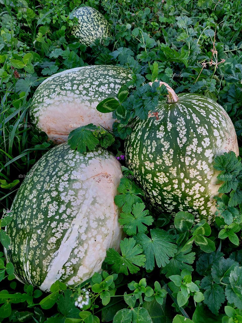 pumkins are green too