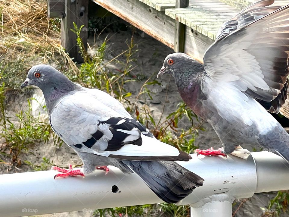 Pigeons with Wings extended