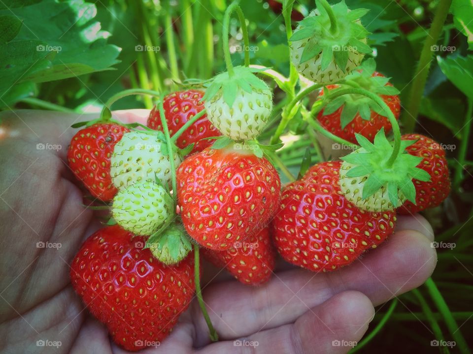 Person picking strawberries