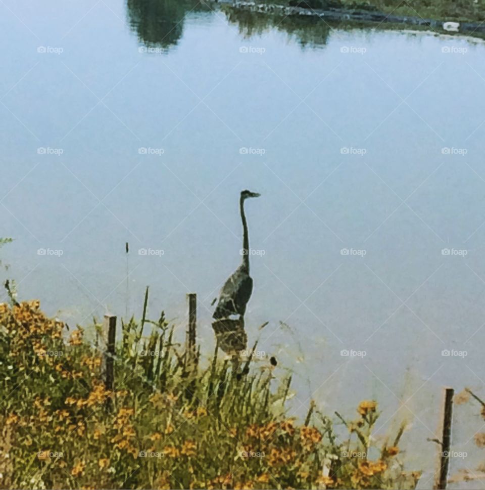 Great Blue Heron 