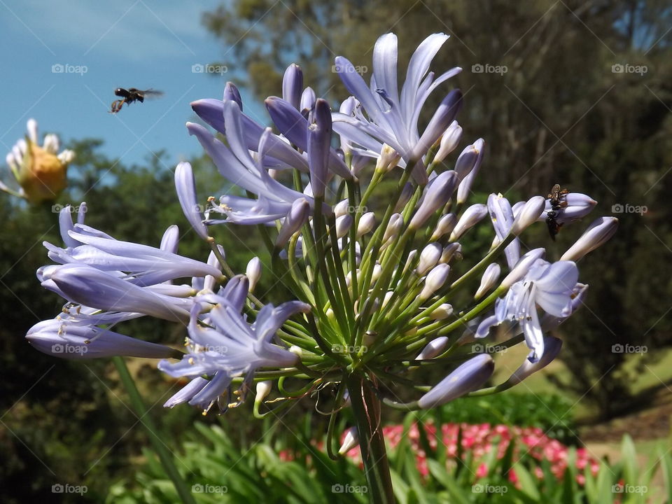 agapanthus