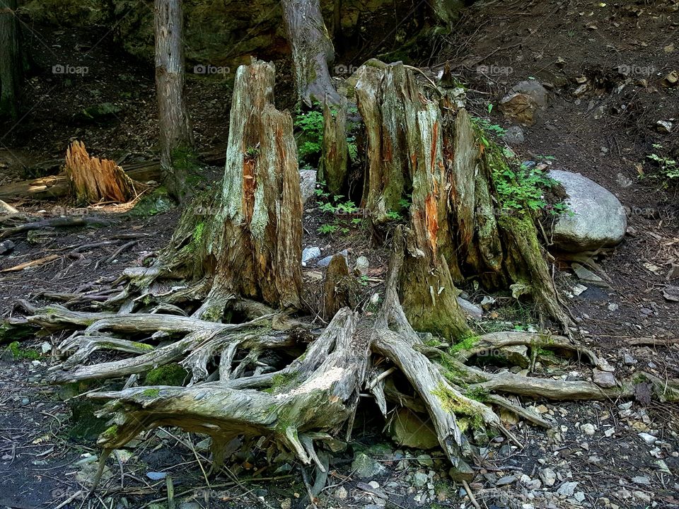 Dead Tree Stump 🌸
Still Harboring Life 🌱
Mother Log , Bring Me Home.