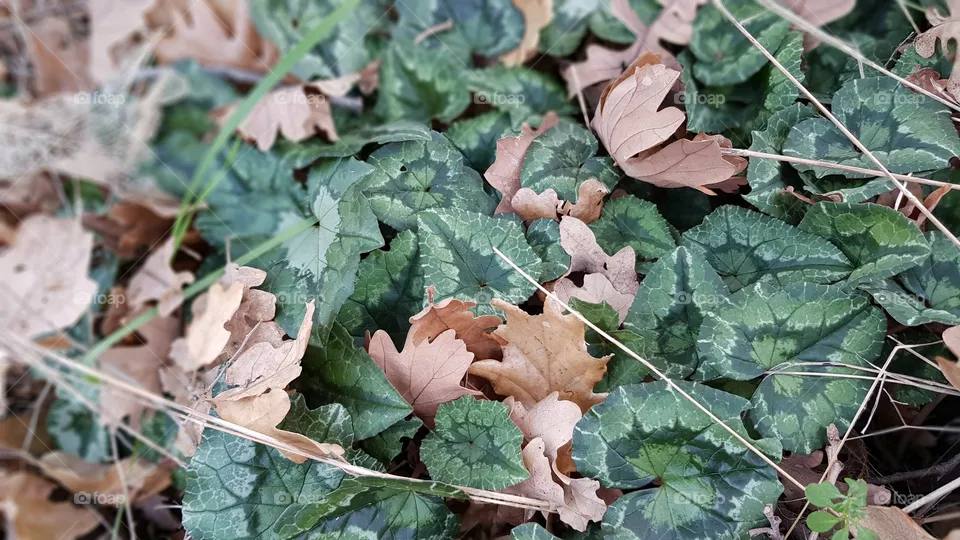 Leaves