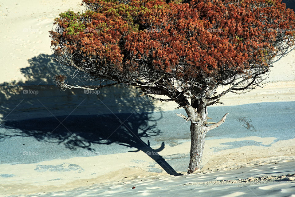 View of autumn tree