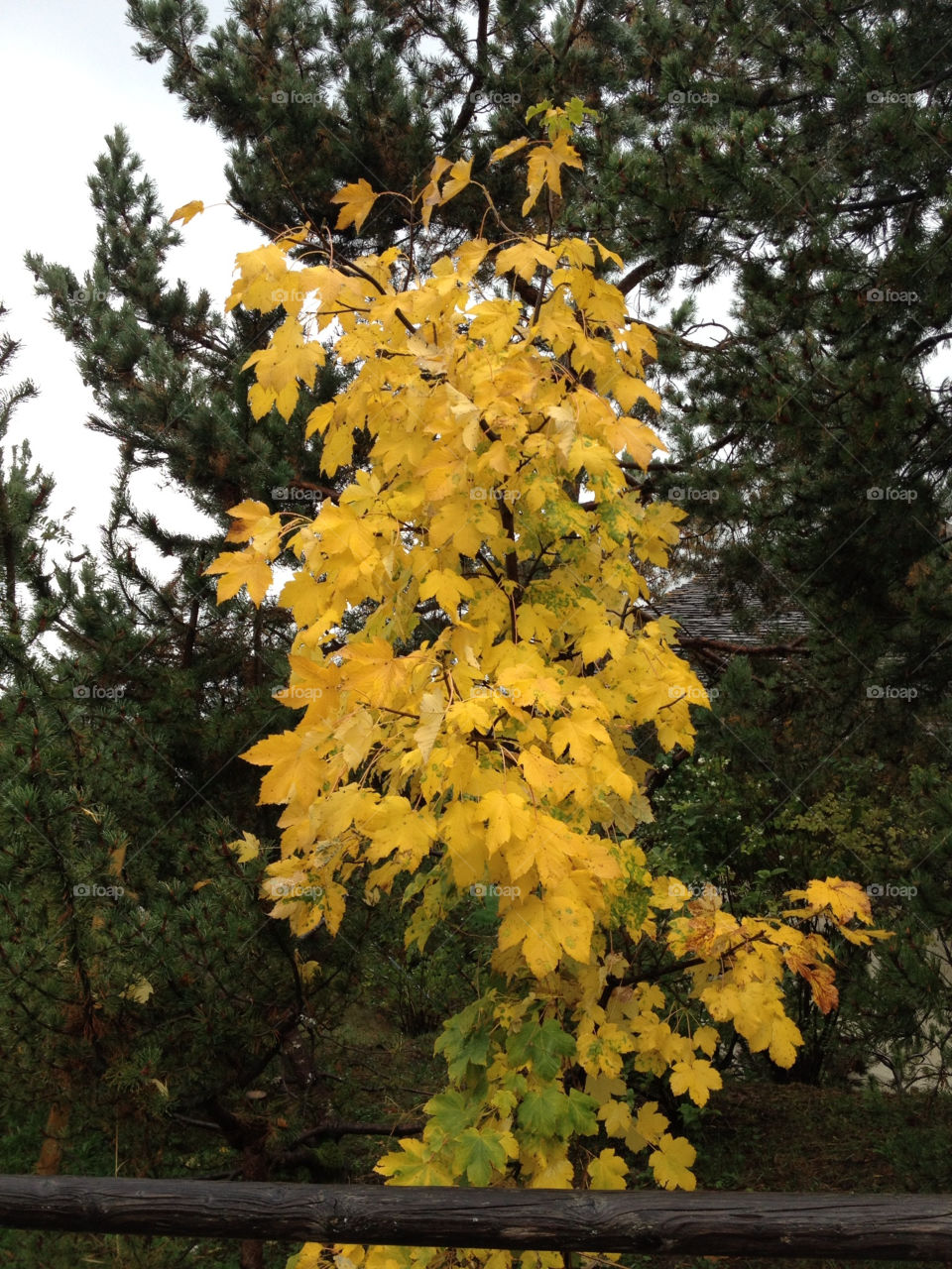 autumn in front of fir france by swisstraveler