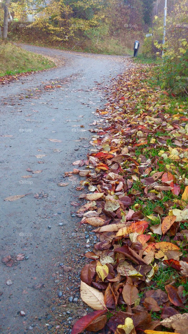 Fallen fall leaves . Fallen fall leaves laying on the street
