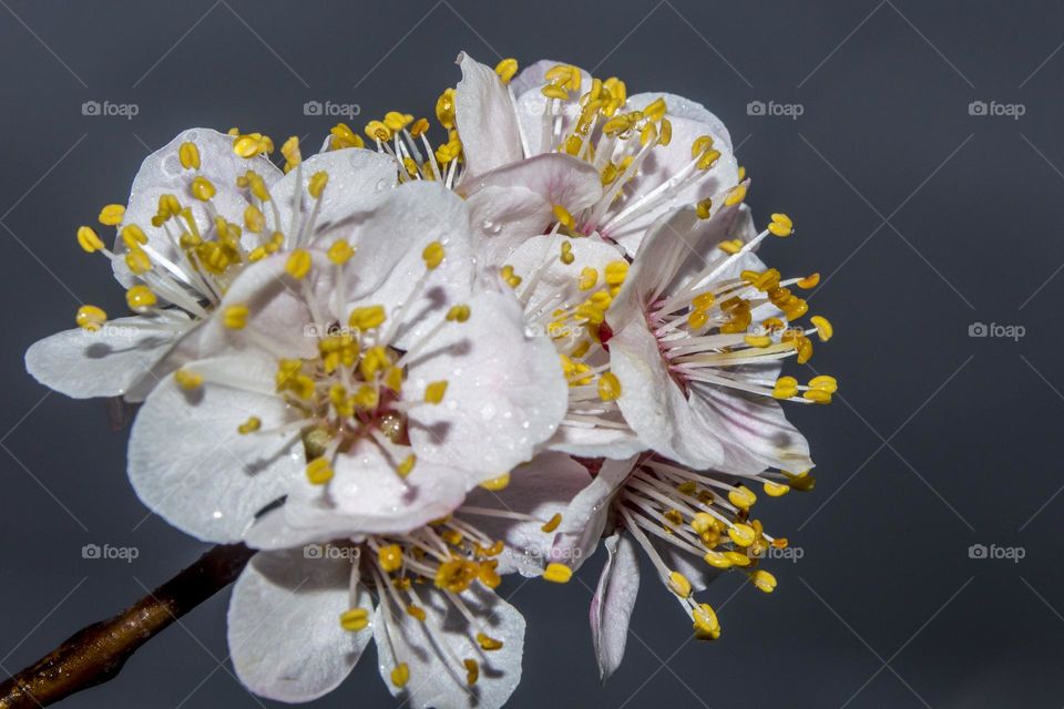 Apricot blossom. (after the rain)