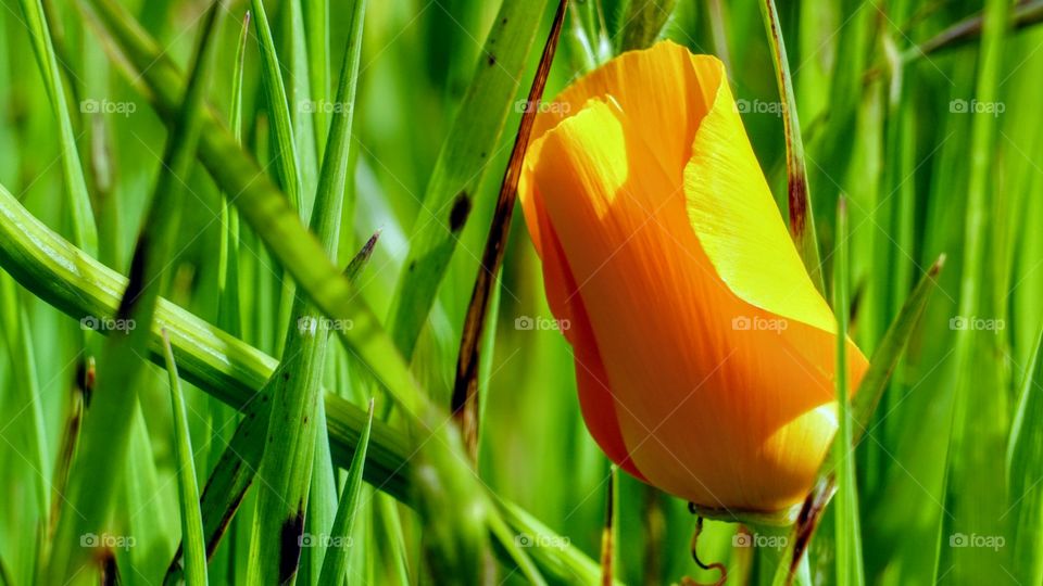 Yellow blooming flower in grass