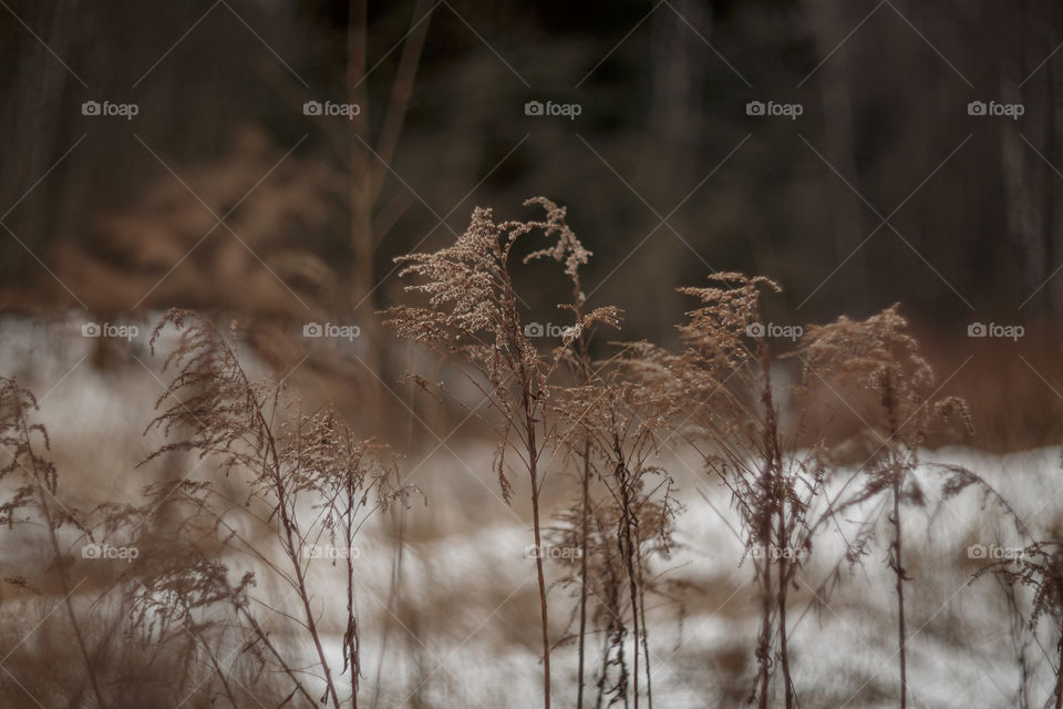 Nature forest details by manual Helios lens