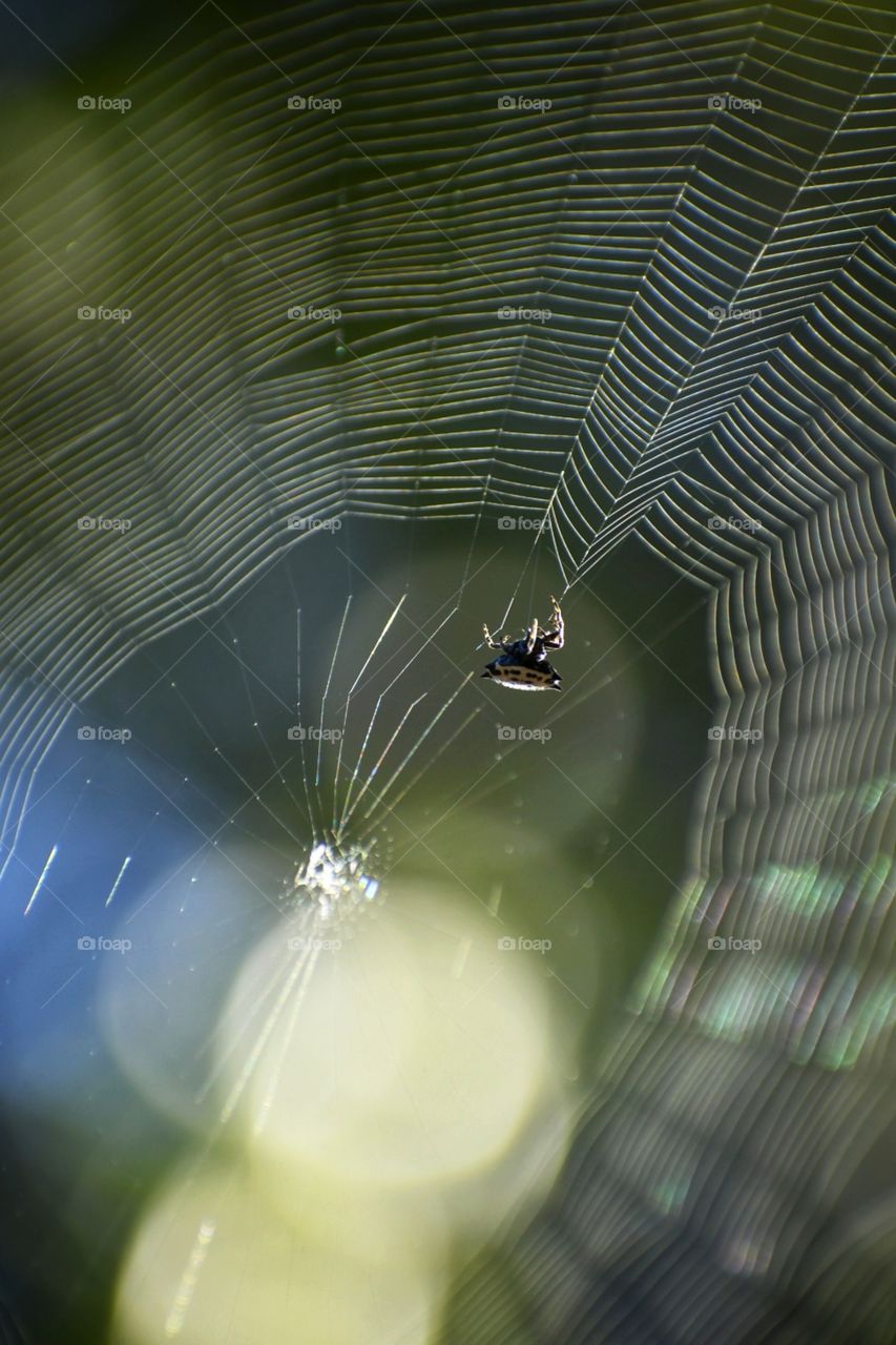 A crab spider building web