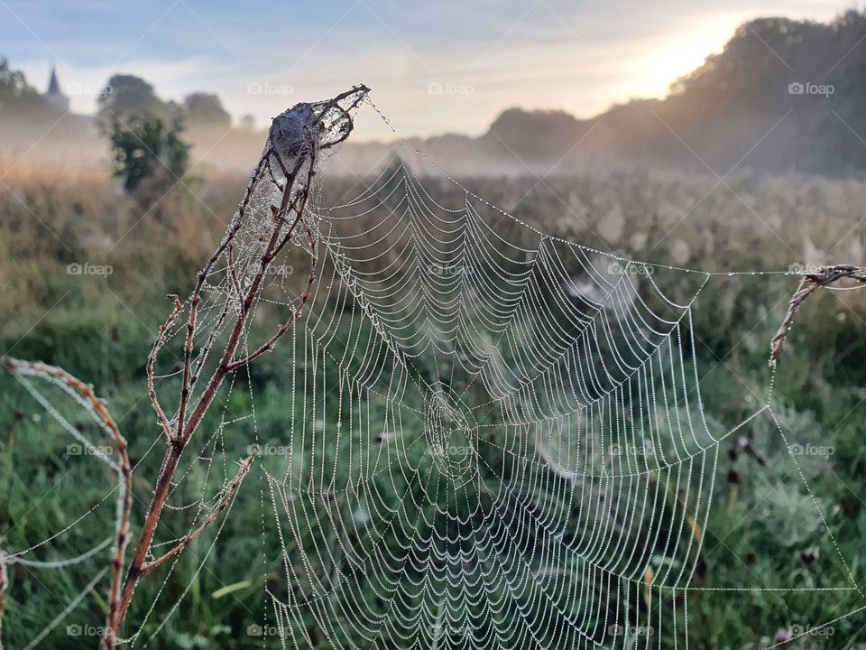 morning dew in spiderweb