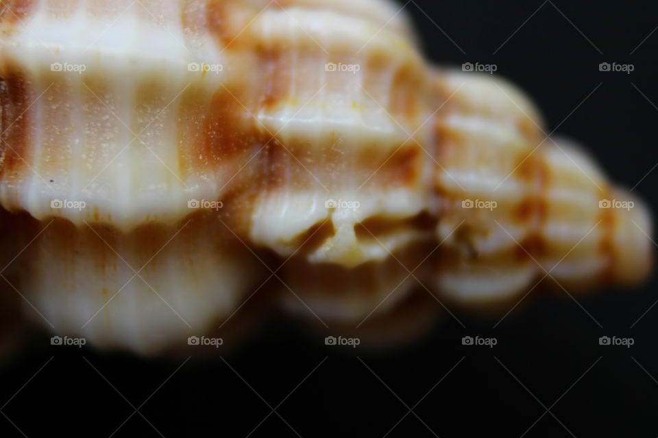 macro of seashell