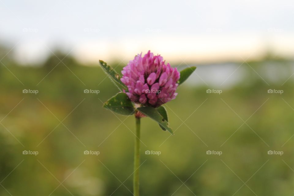 Red clove standing out