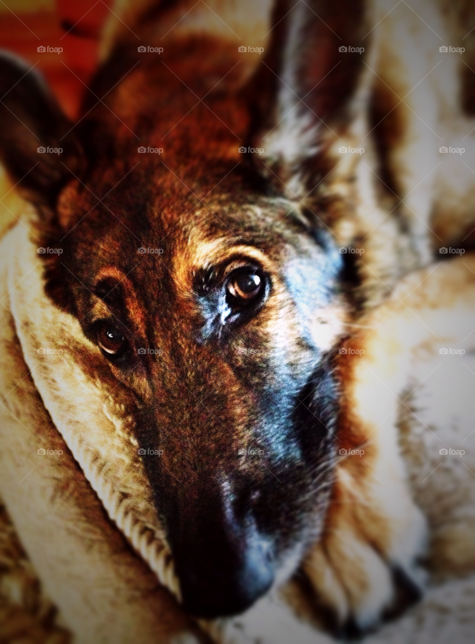 face black dog brown by squishypie