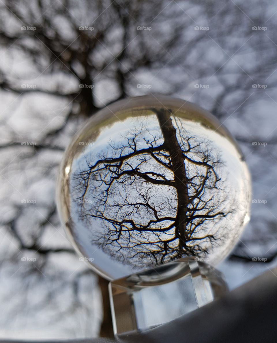 A tree through a lensball
