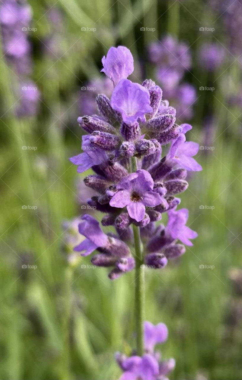 Lavendel