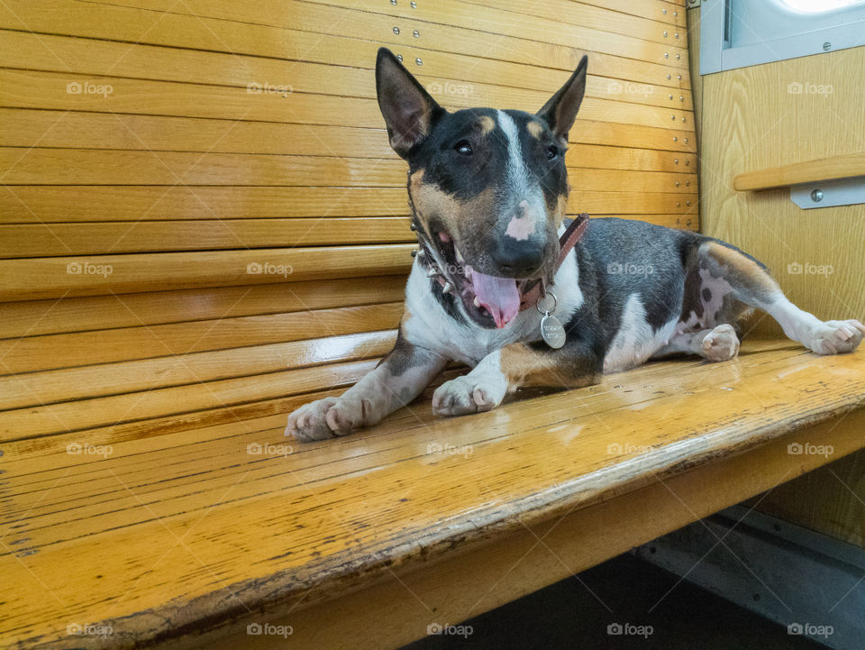 Dog in train