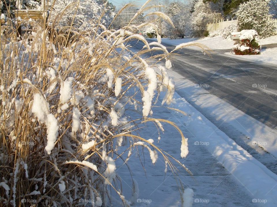 Winter scene