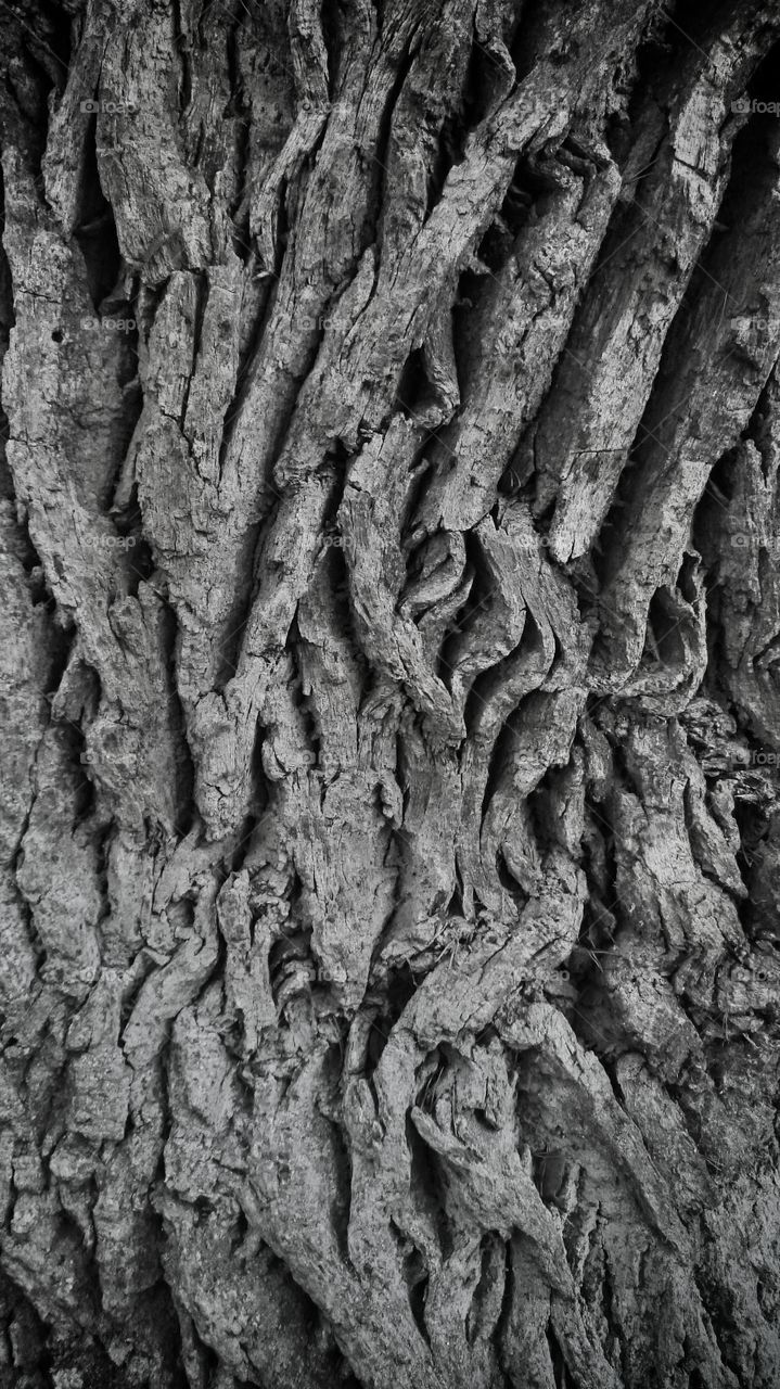 Oak bark in b/w