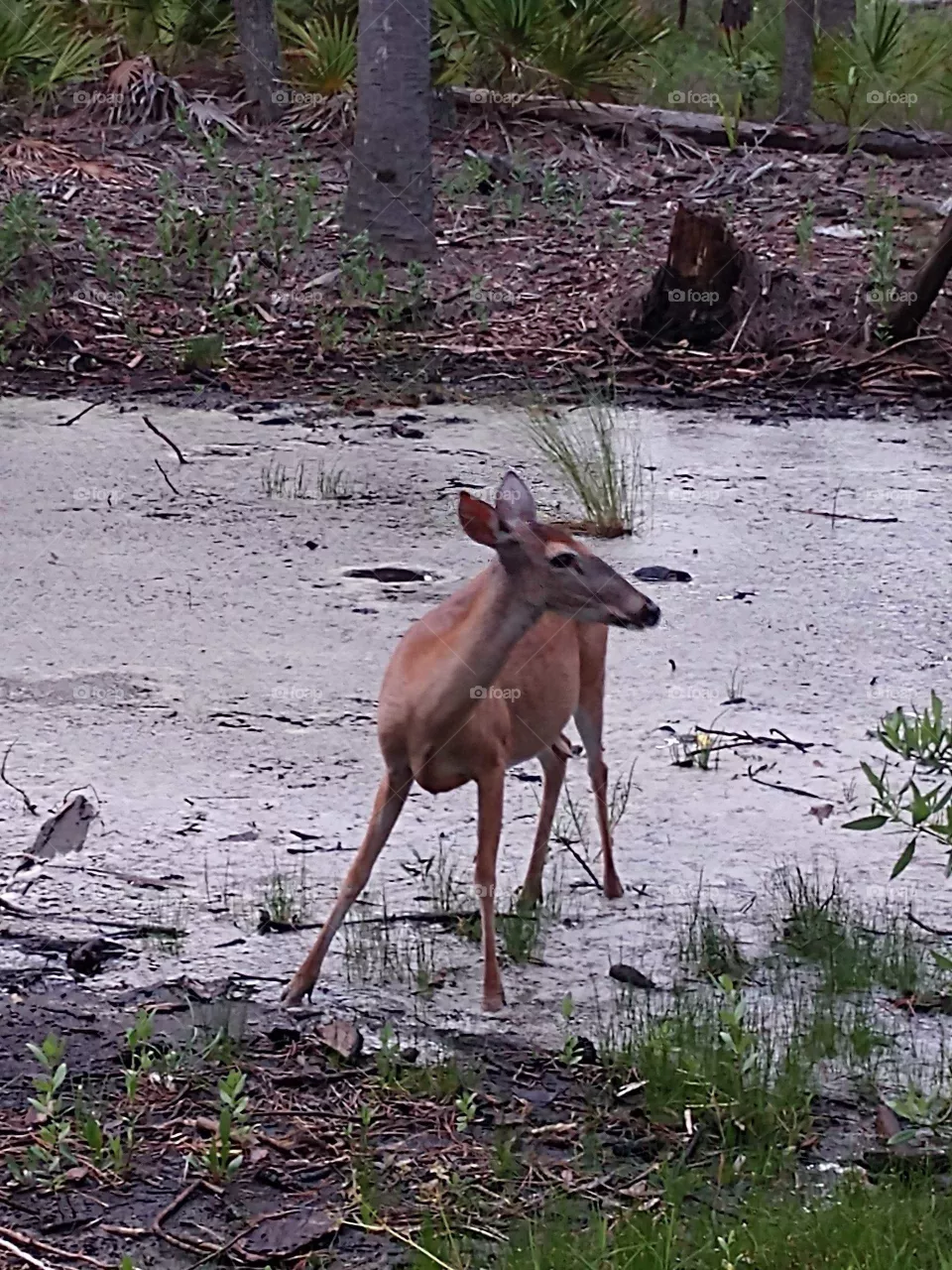 deer