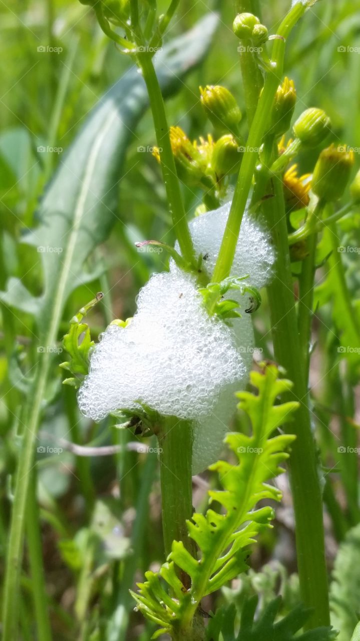 insect bubble nest
