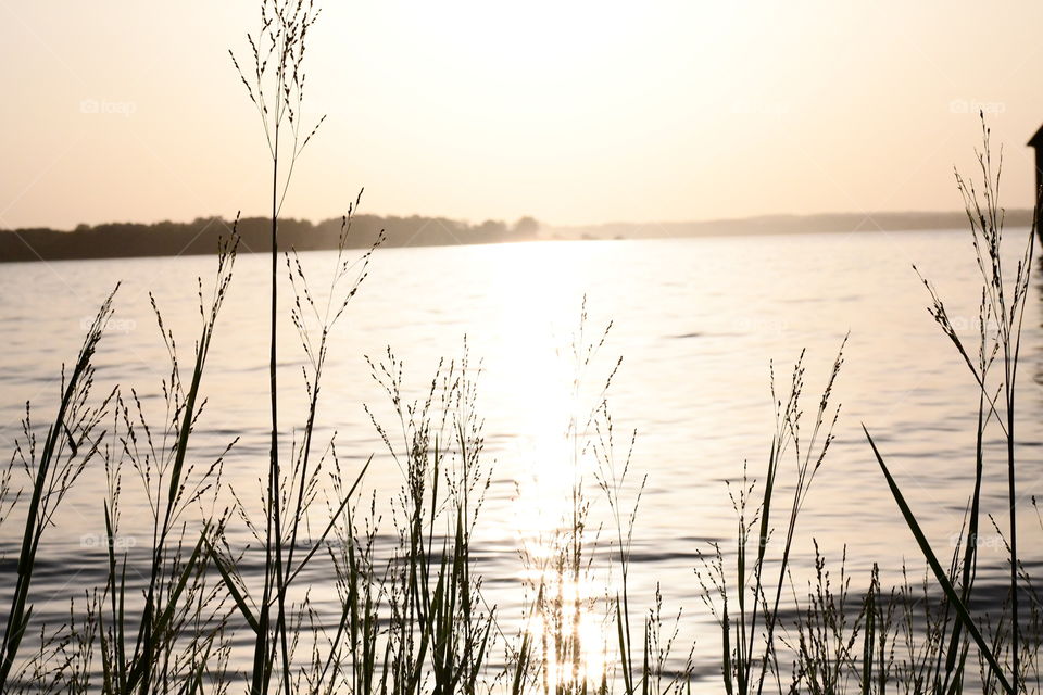 Beautiful view of the sunset behind grass! 