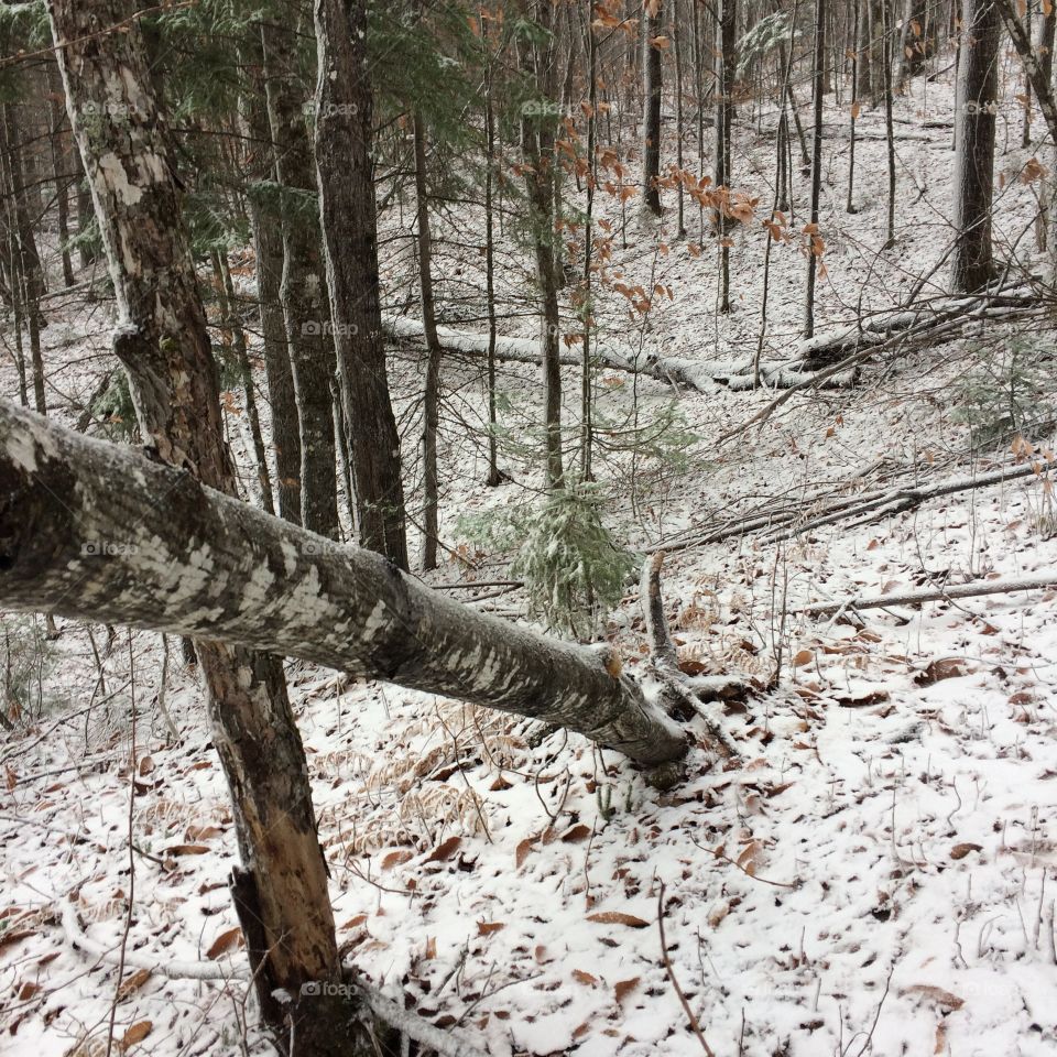 Snow covered ground in the woods