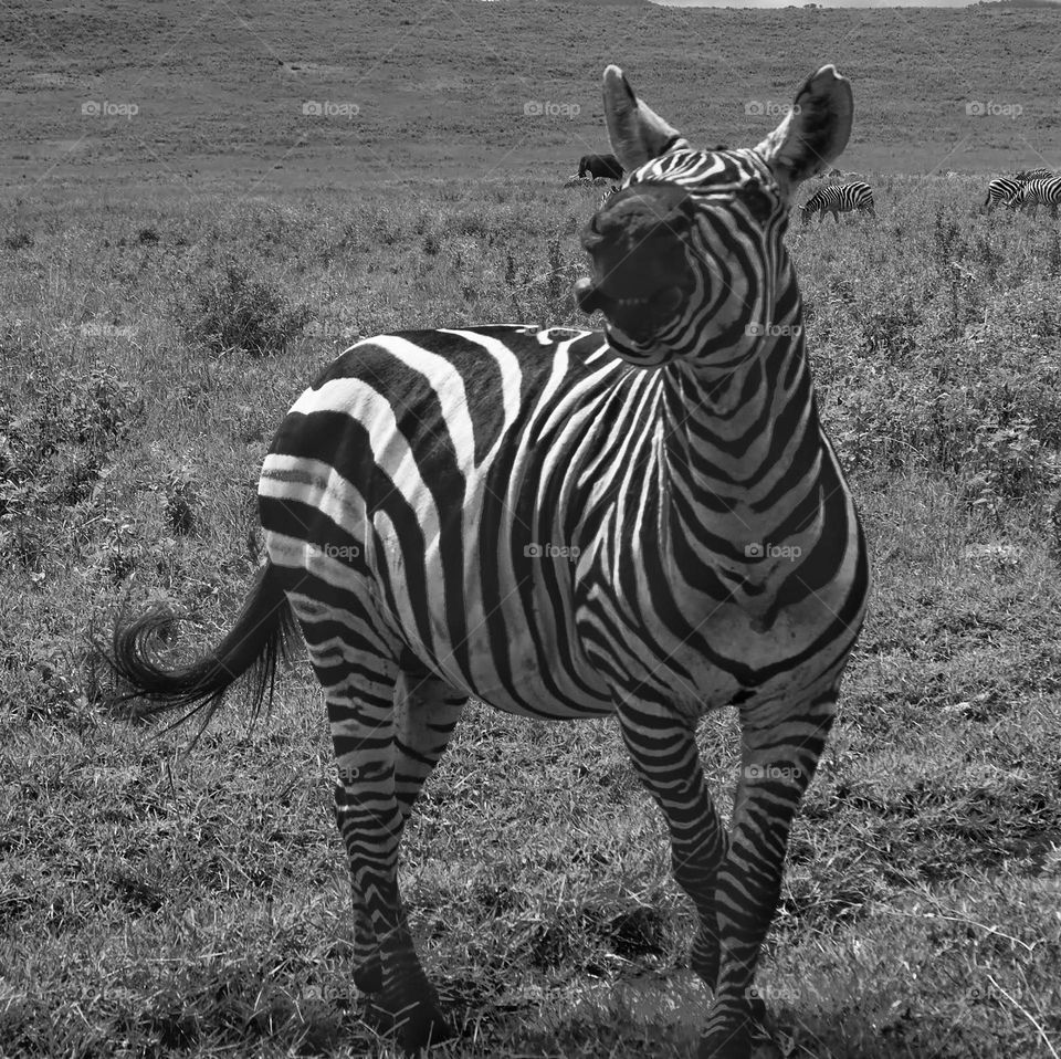 zebra