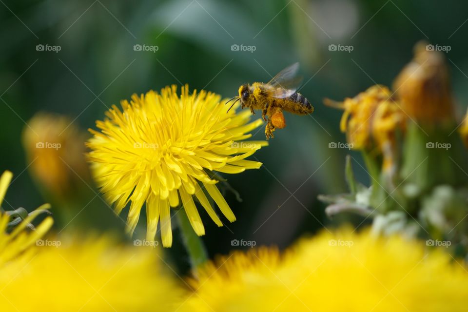 Flying Bee