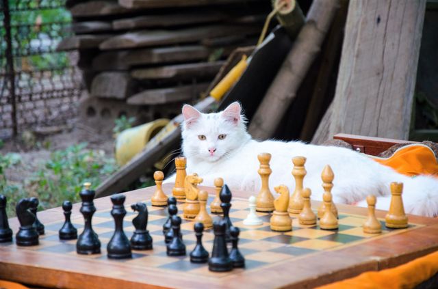 The king of chess